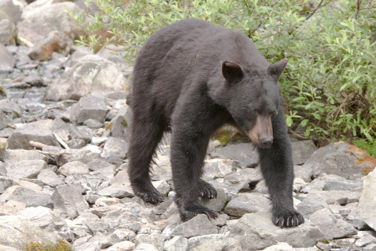 Барибал медведь призрак