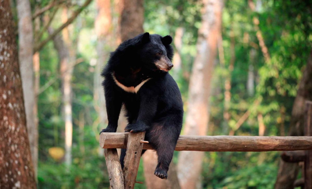 Белогрудый медведь