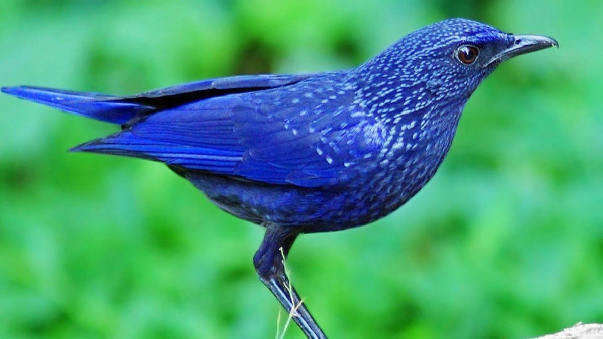 Лиловый Дрозд (Myophonus caeruleus)