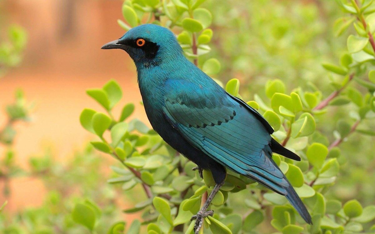 Синяя птица средняя Азия