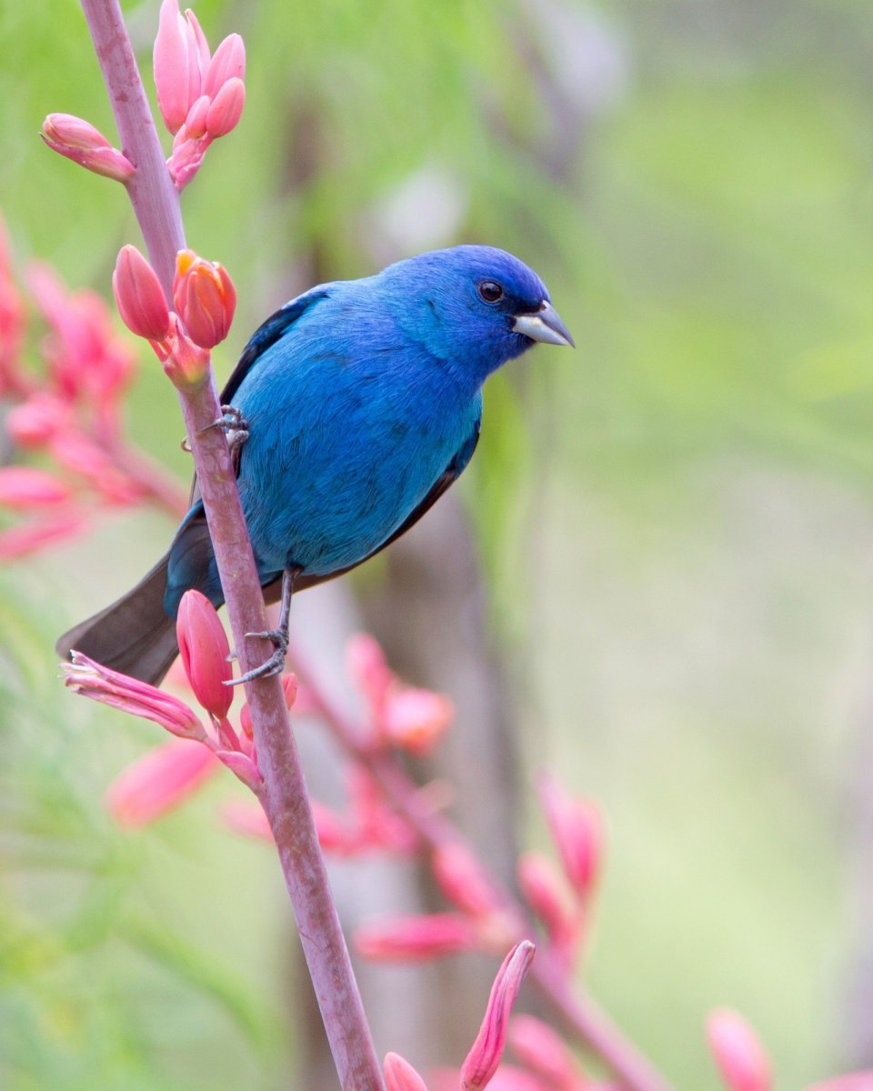 Индиговый овсянковый Кардинал