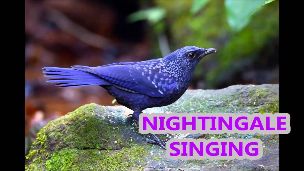 Синяя птица Тянь Шань