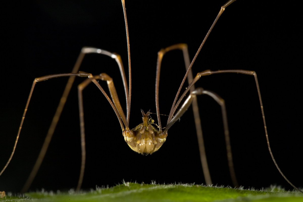 Длиннолапые пауки