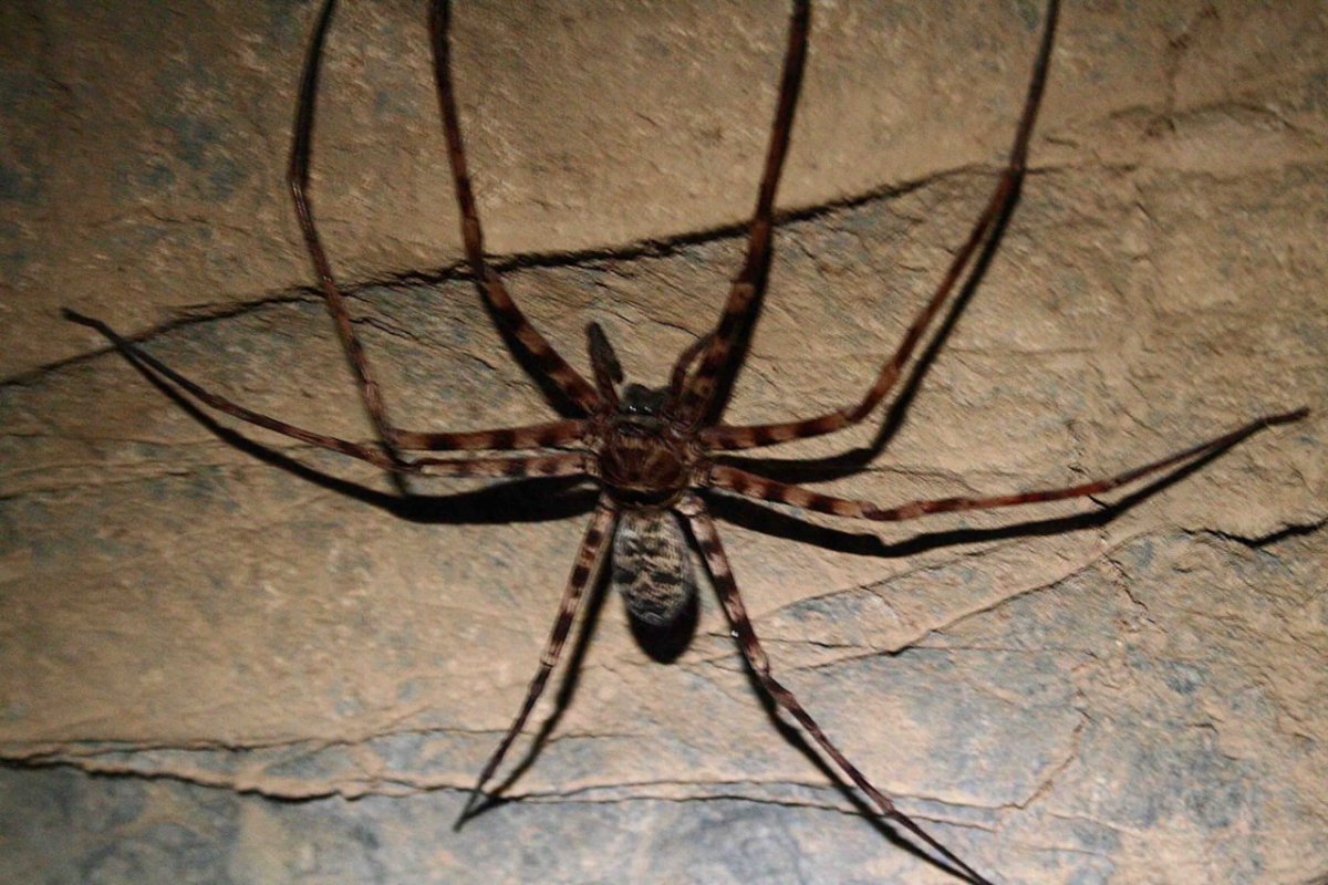 Паук-охотник heteropoda maxima