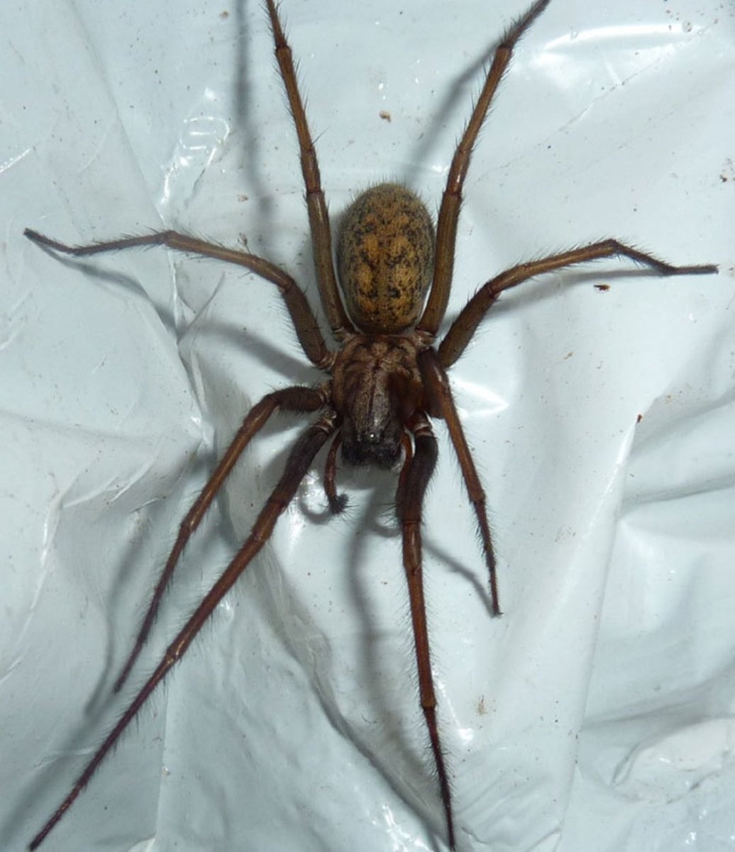 Eratigena atrica