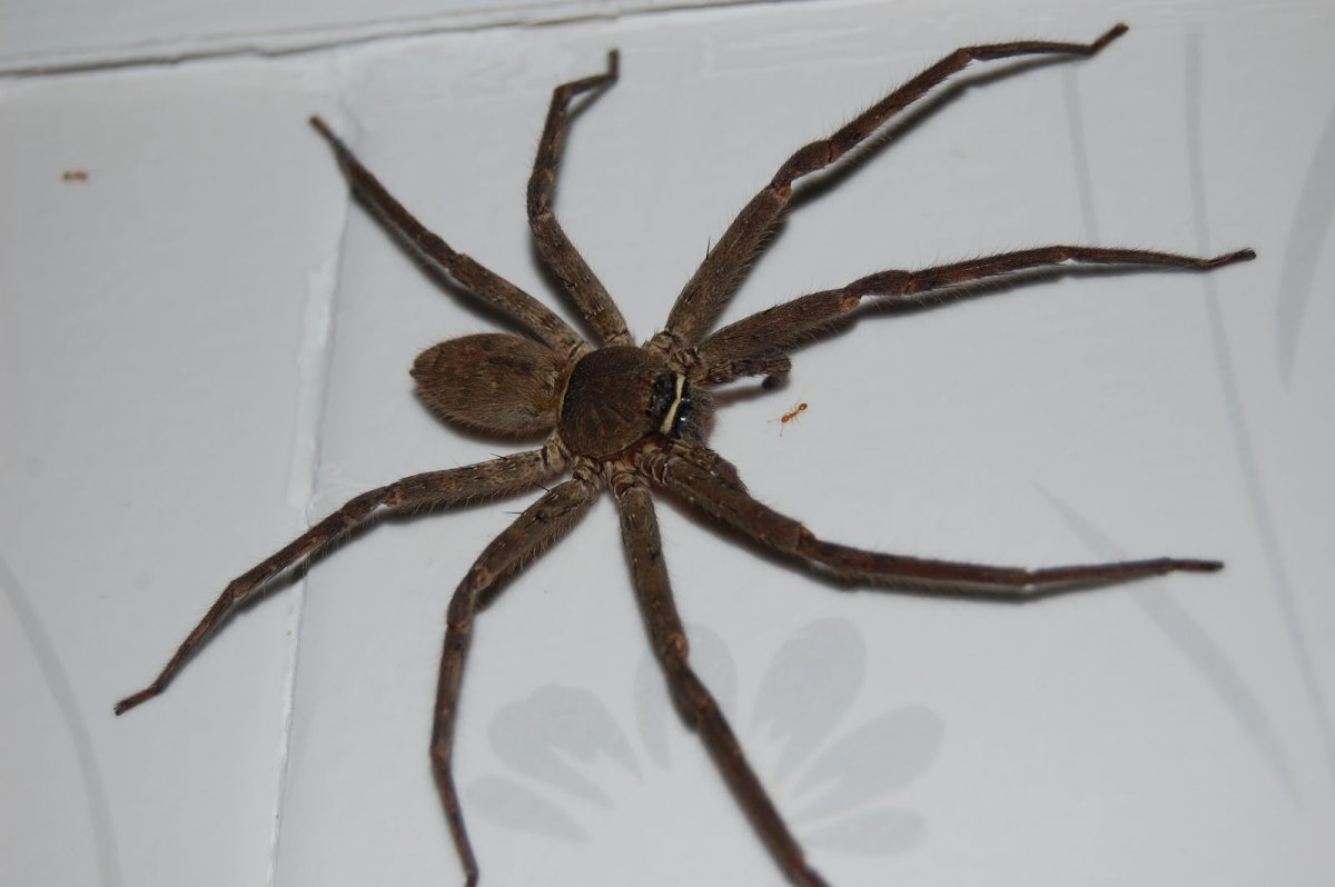 Паук-Егерь (Huntsman Spider)