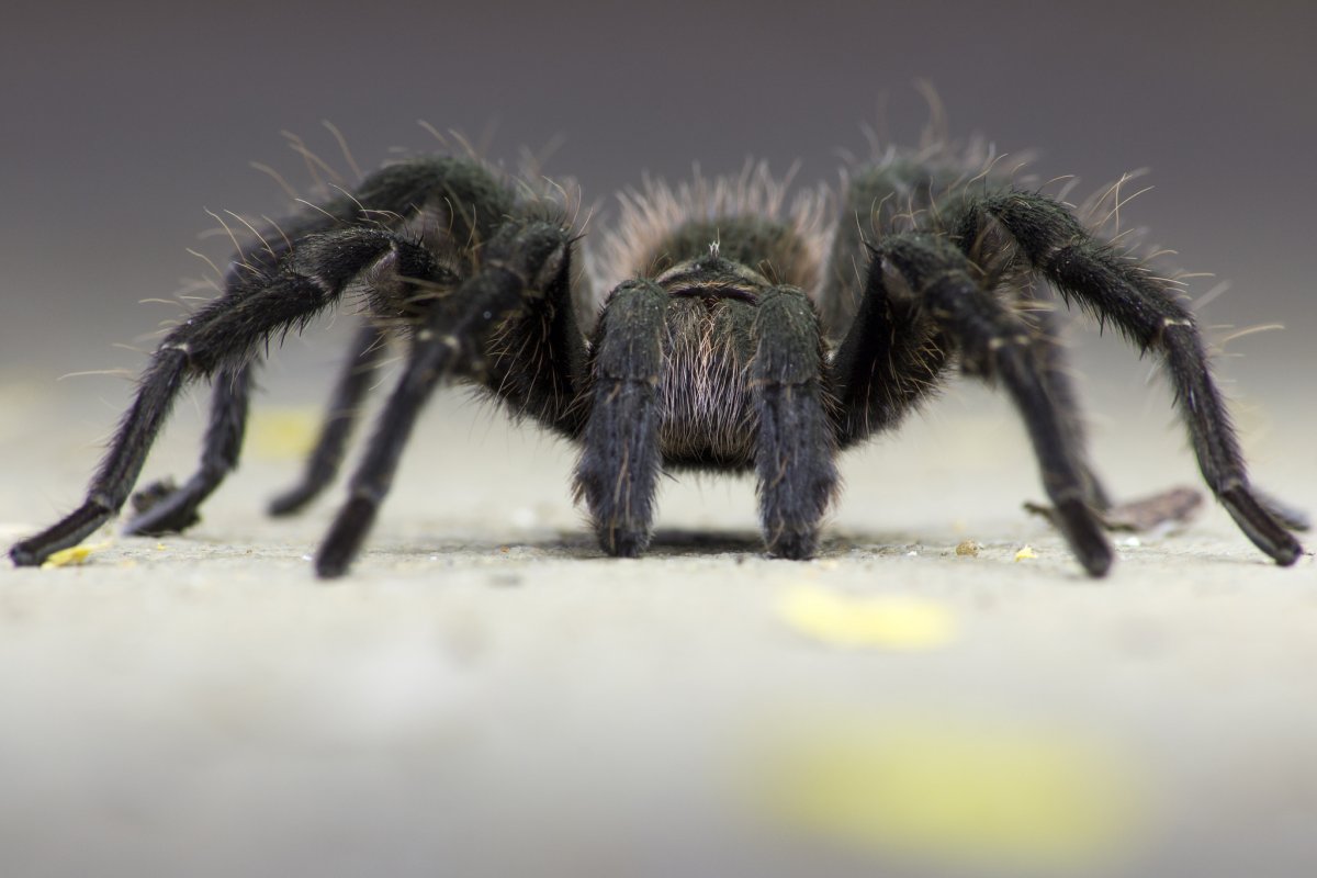 Паучьи лапы