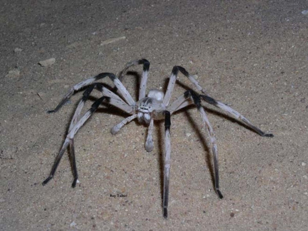 Цербал Аравийский Cerbalus aravaensis