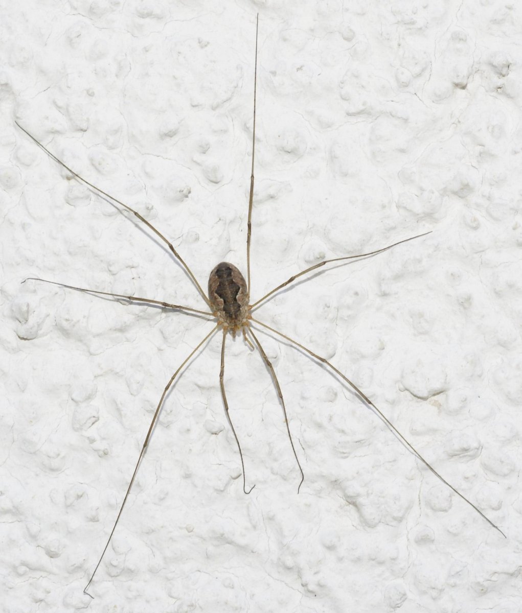 Phalangium Opilio
