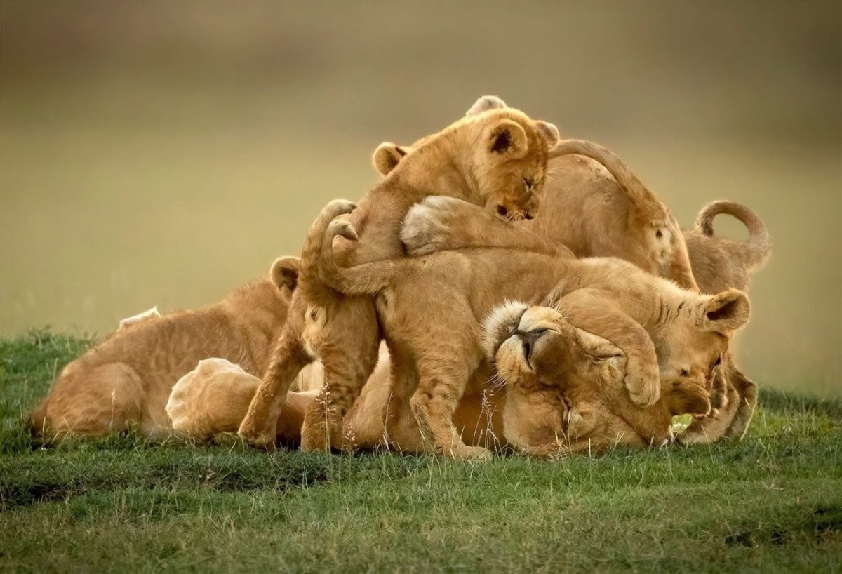 Куча мала животные