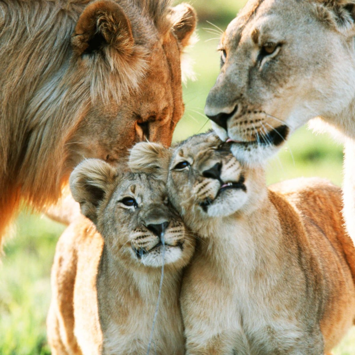 Львиная семейка