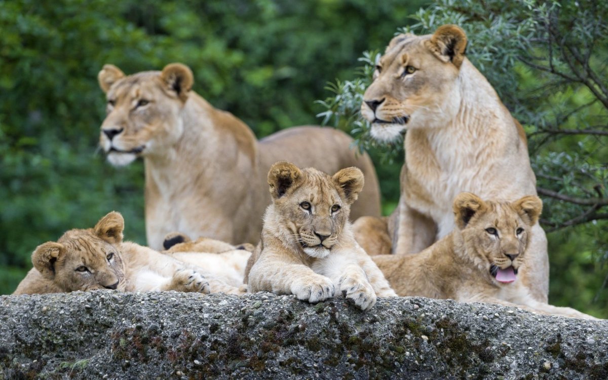 Лев львица и Львенок семья