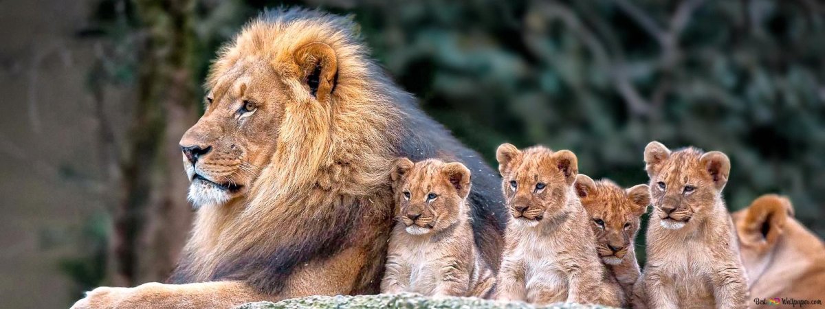 Лев львица и четверо львят