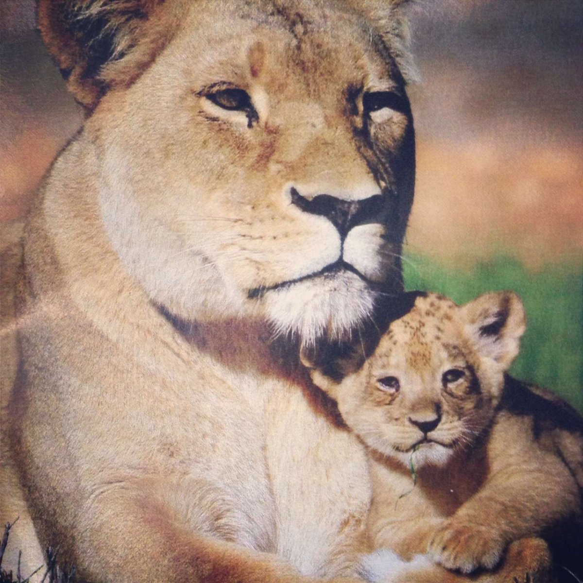 Лев львица и Львенок фото вертикальное