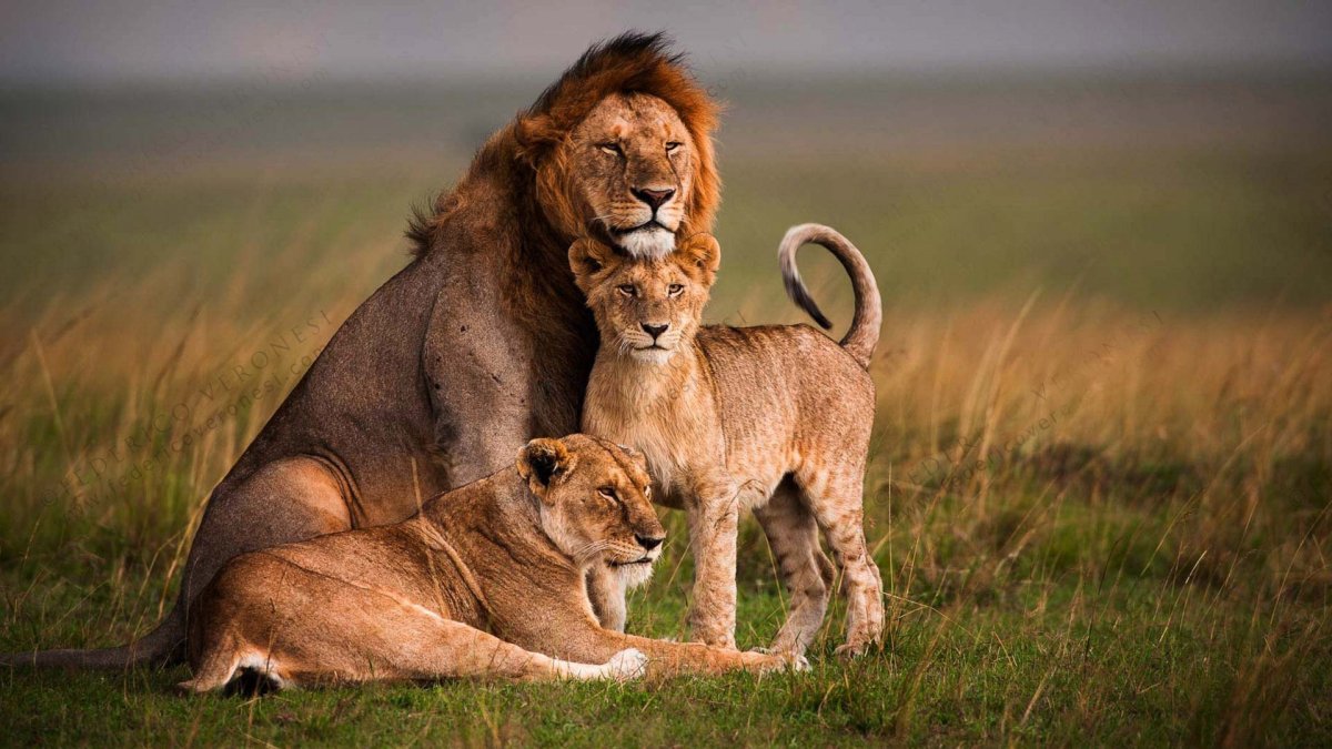 Самец Лев и львята