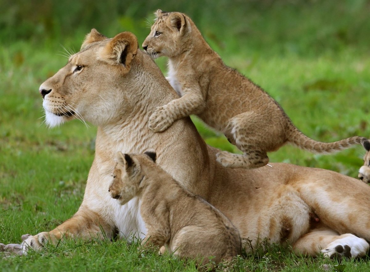 Львиная семья фото