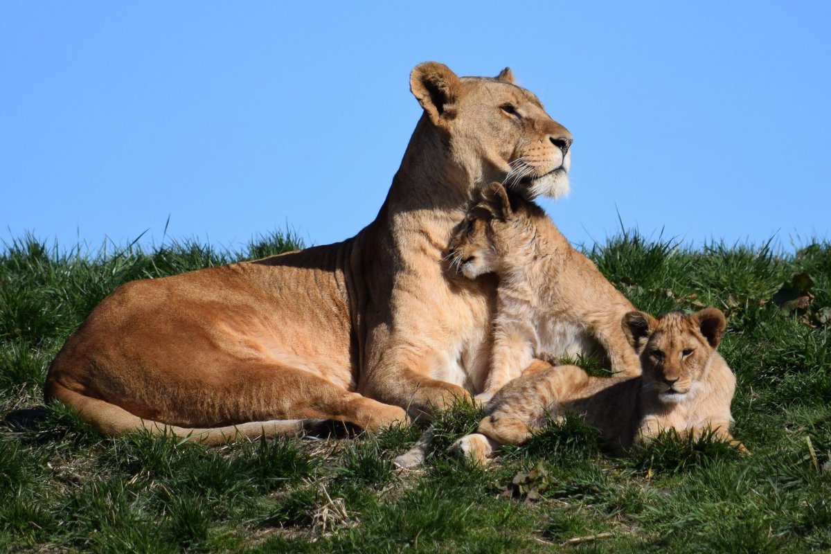 Лев и львица