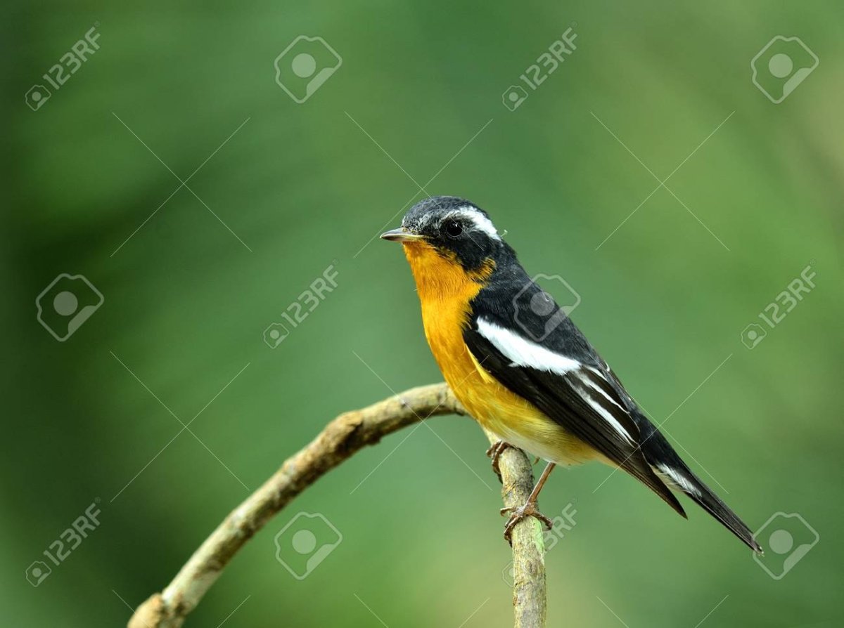 Маленькая черно желтая птичка с белым животом