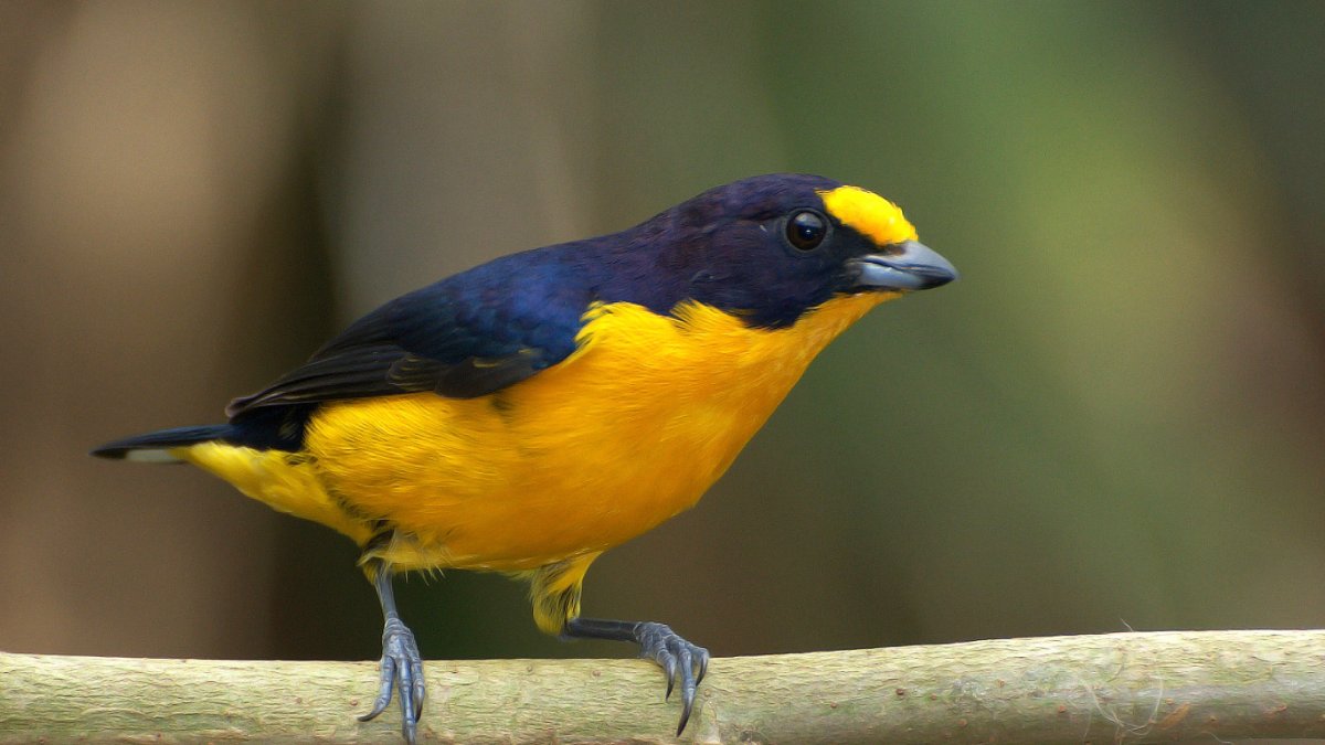 Желто голубая птица