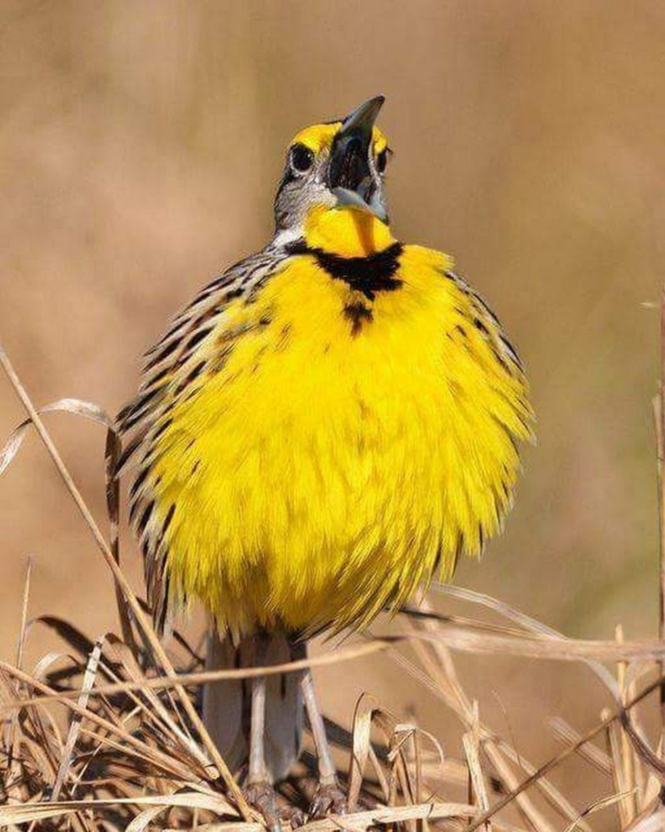 Синица желтогрудая