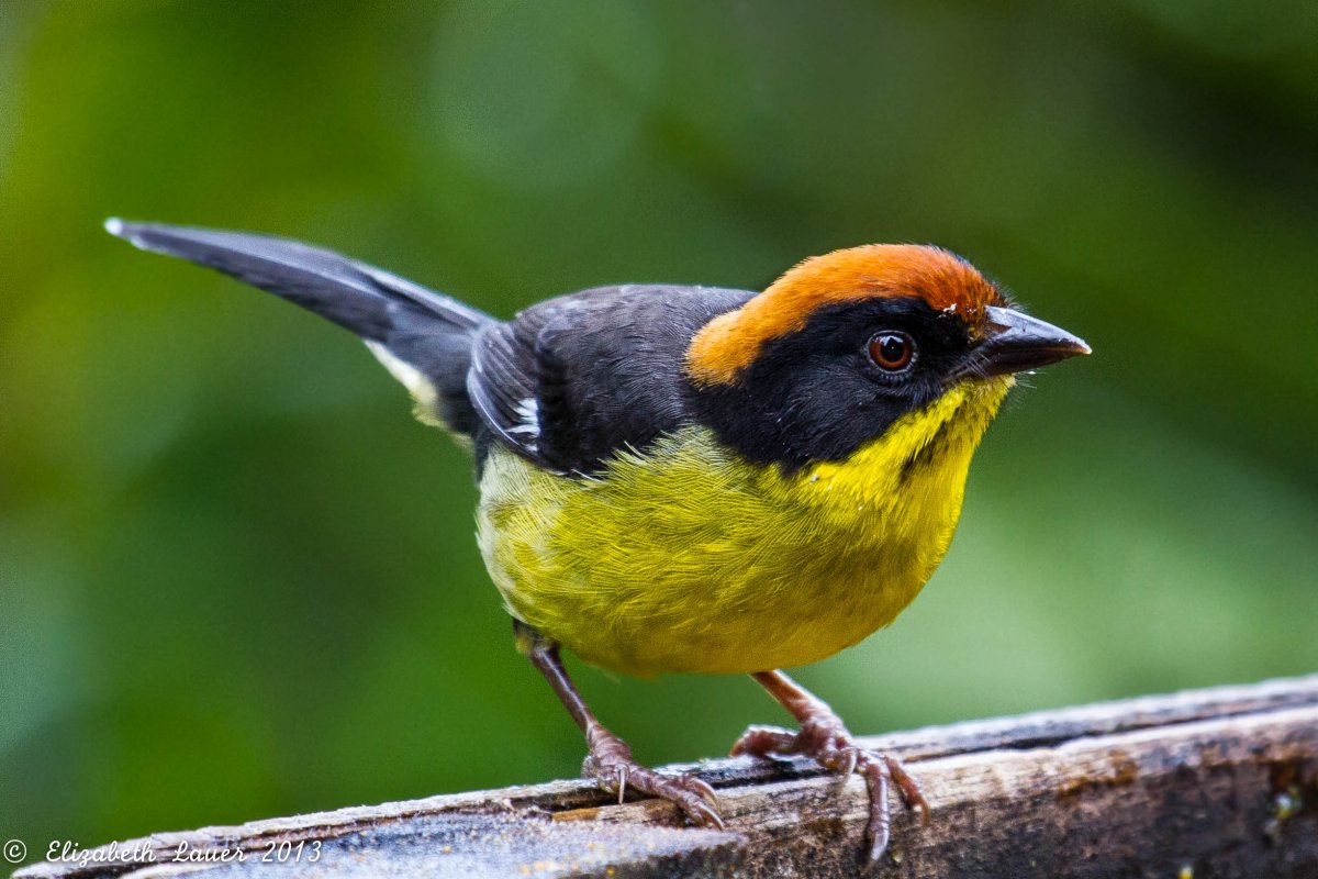 Желтая танагра