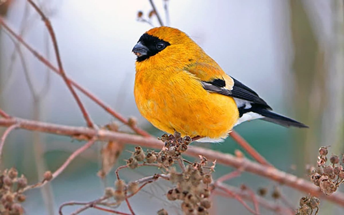 Желтоспинный Снегирь