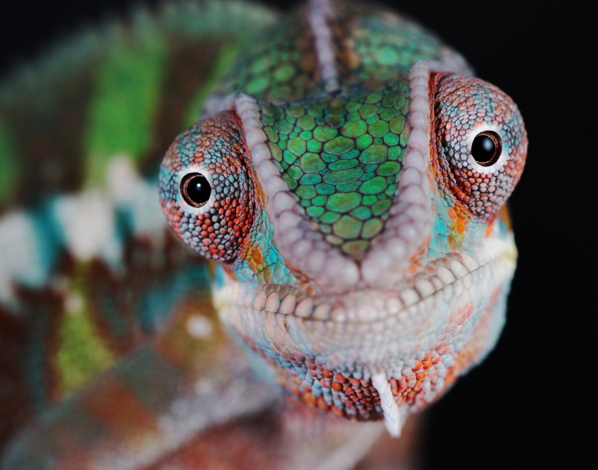 Хамелеон анфас