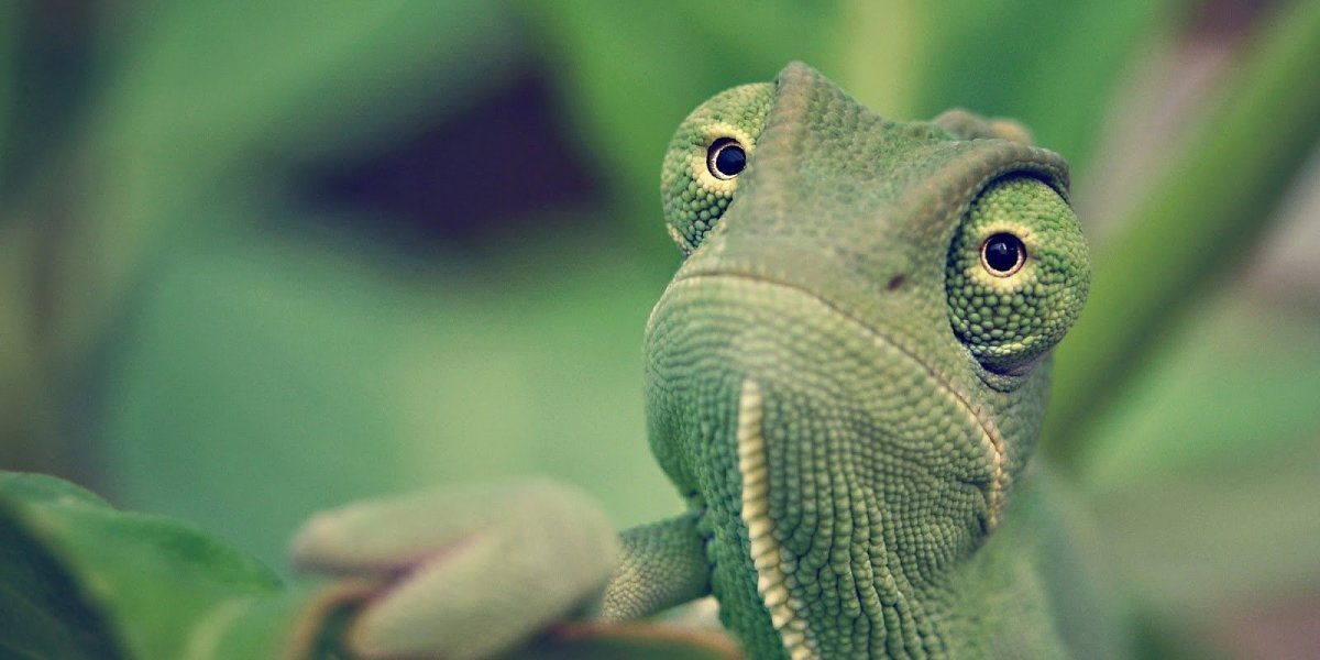 Хамелеон морда