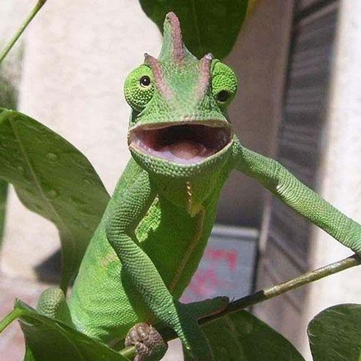 Ящерица с глазами в разные стороны