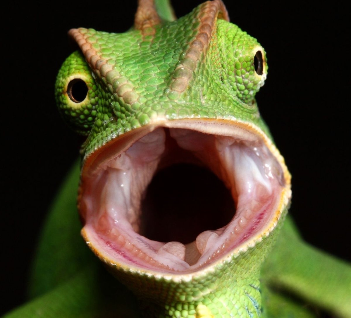 Лягушка с открытым ртом