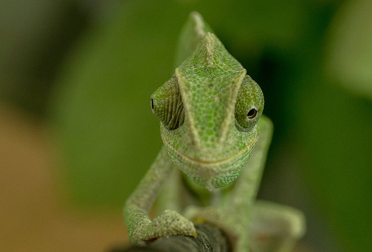 Ящерица с глазами в разные стороны