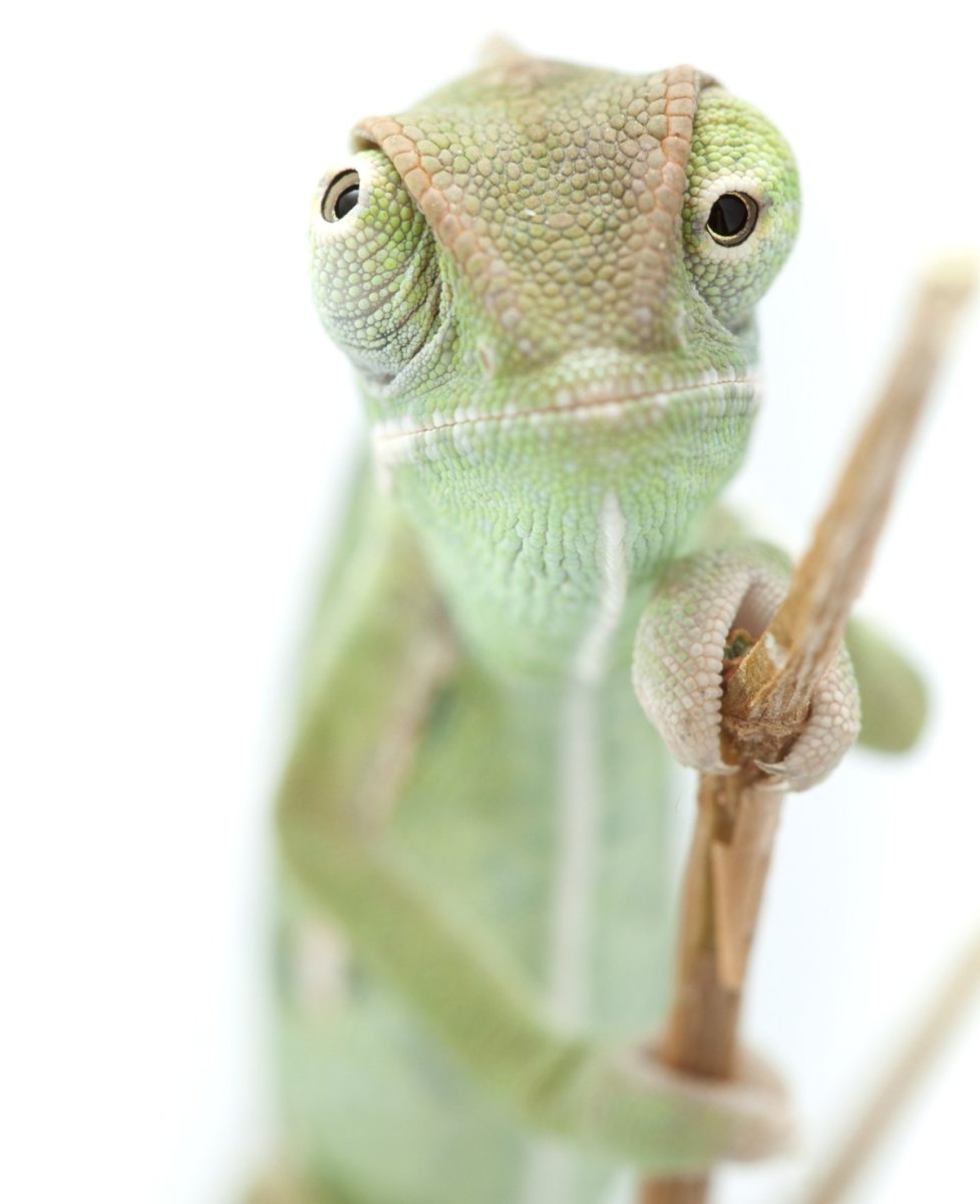 Ящер с глазами в разные стороны