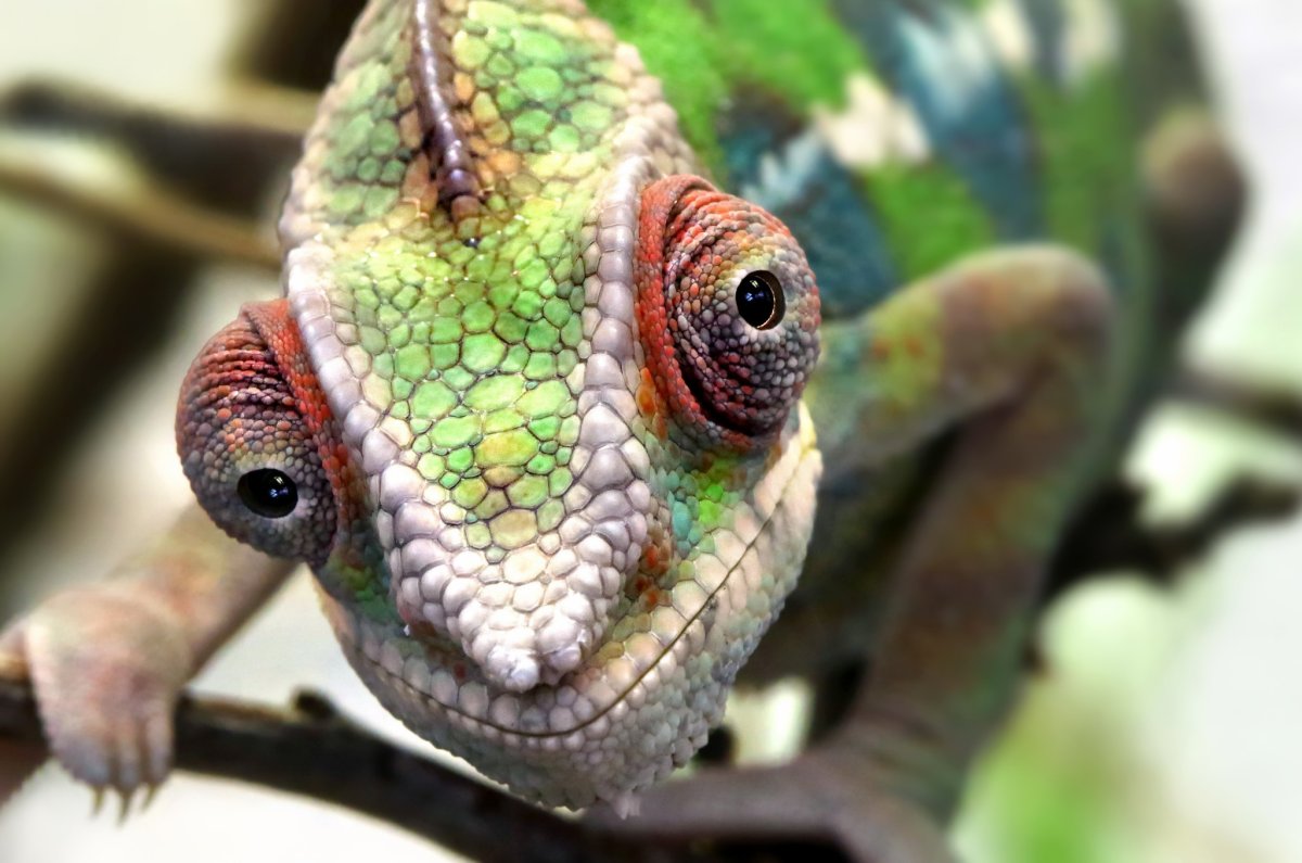Рептилии хамелеон Пучеглазый