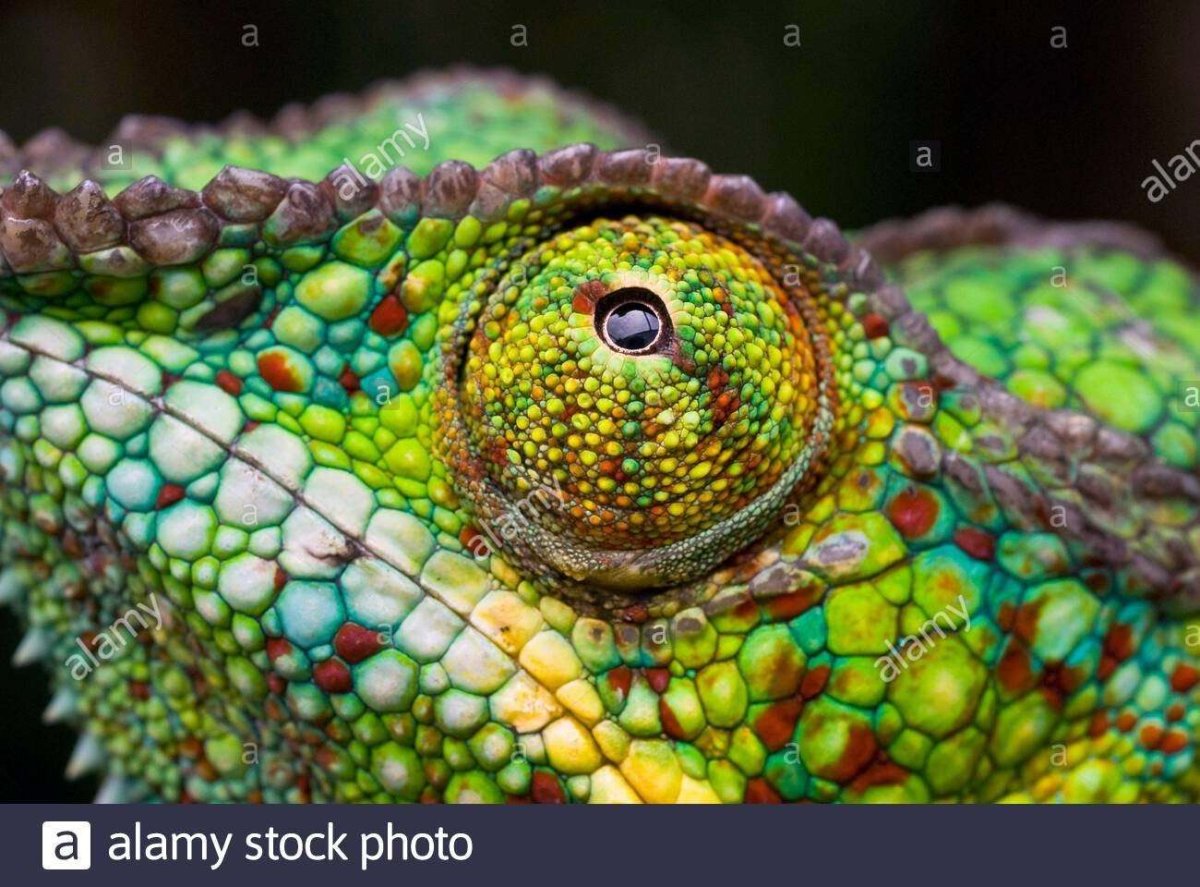 Хамелеон морда