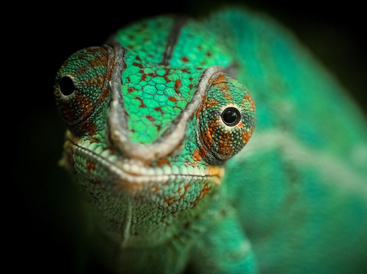 Хамелеон глаза в разные стороны