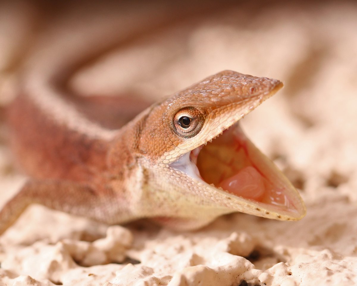 Желтобрюхий геккон