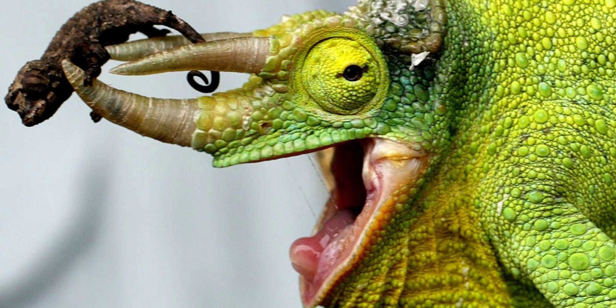 Злой хамелеон