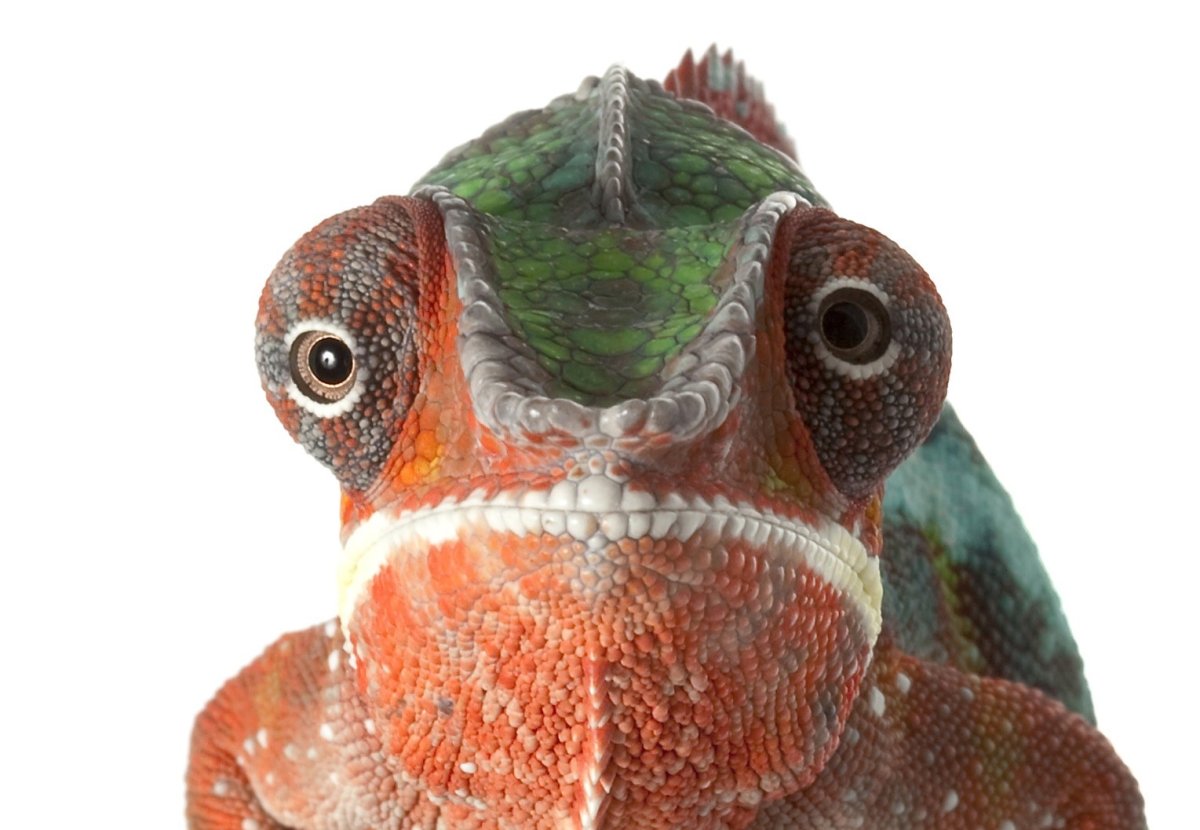Хамелеон крутит глазами