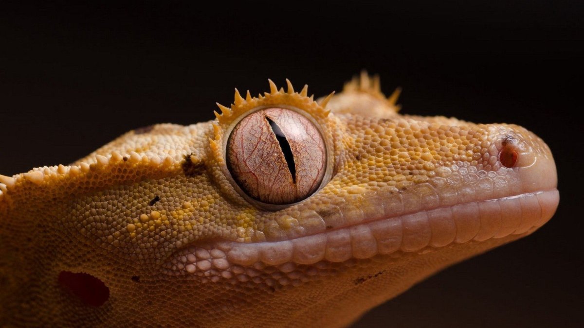 Рептилия реснитчатый бананоед