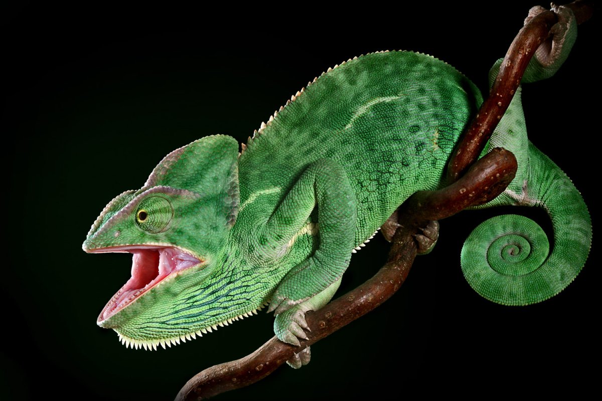 Хамелеон обыкновенный