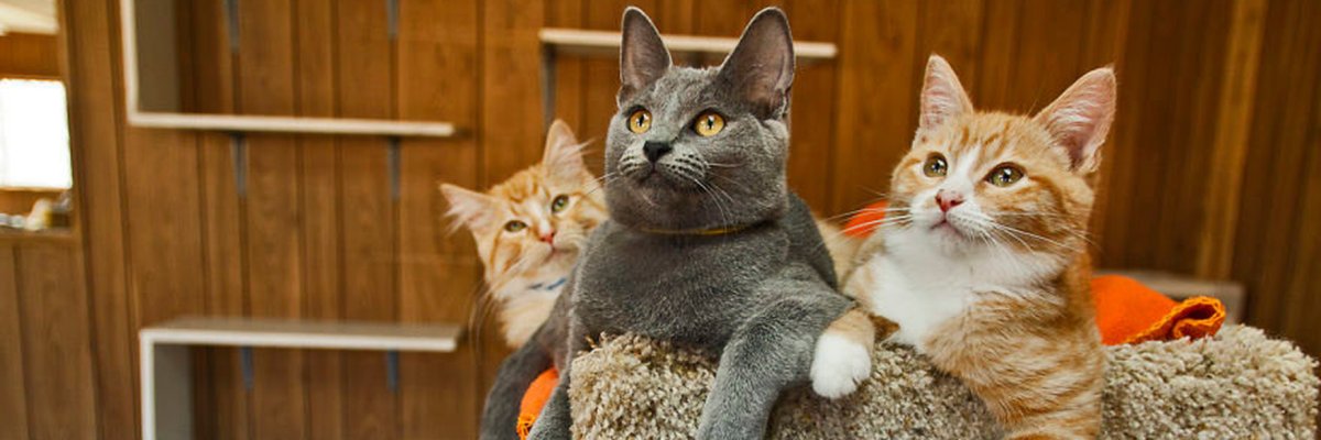 Котик в квартире