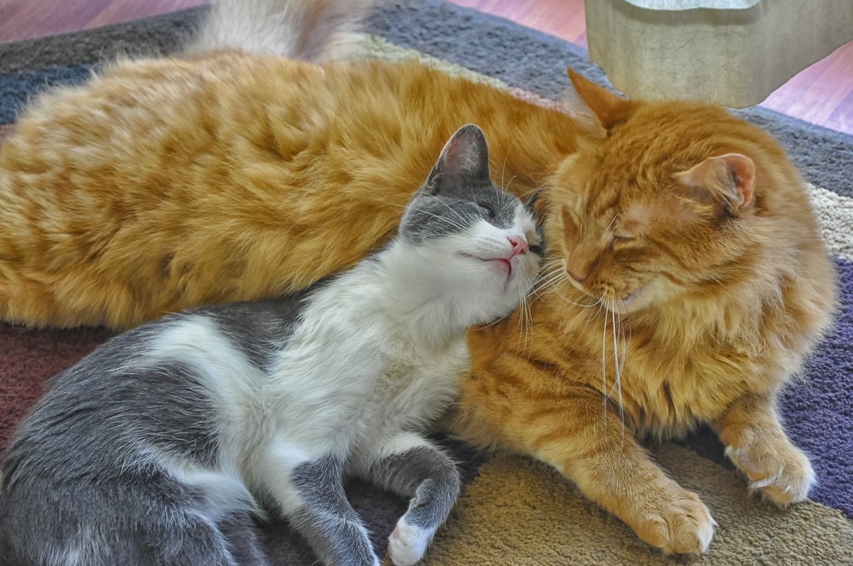 Кошки обнимашки