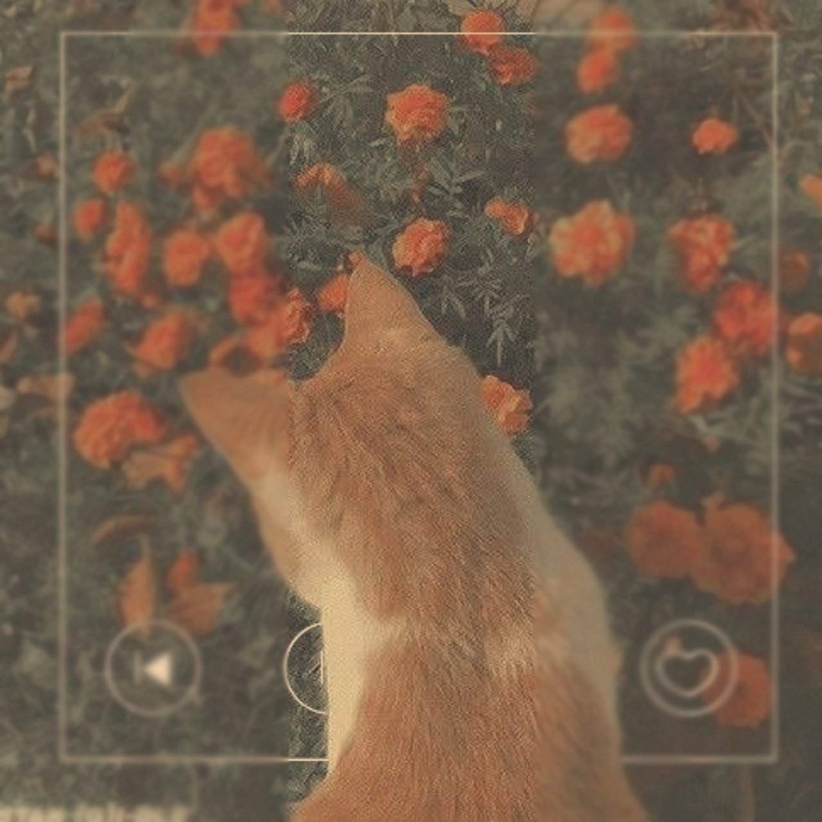 Эстетика оранжевого коты