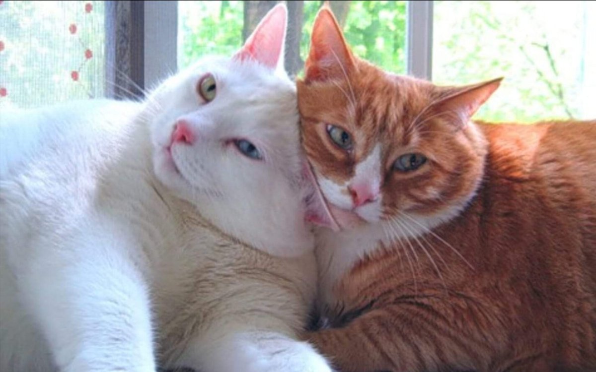 Котики рыжие с белым