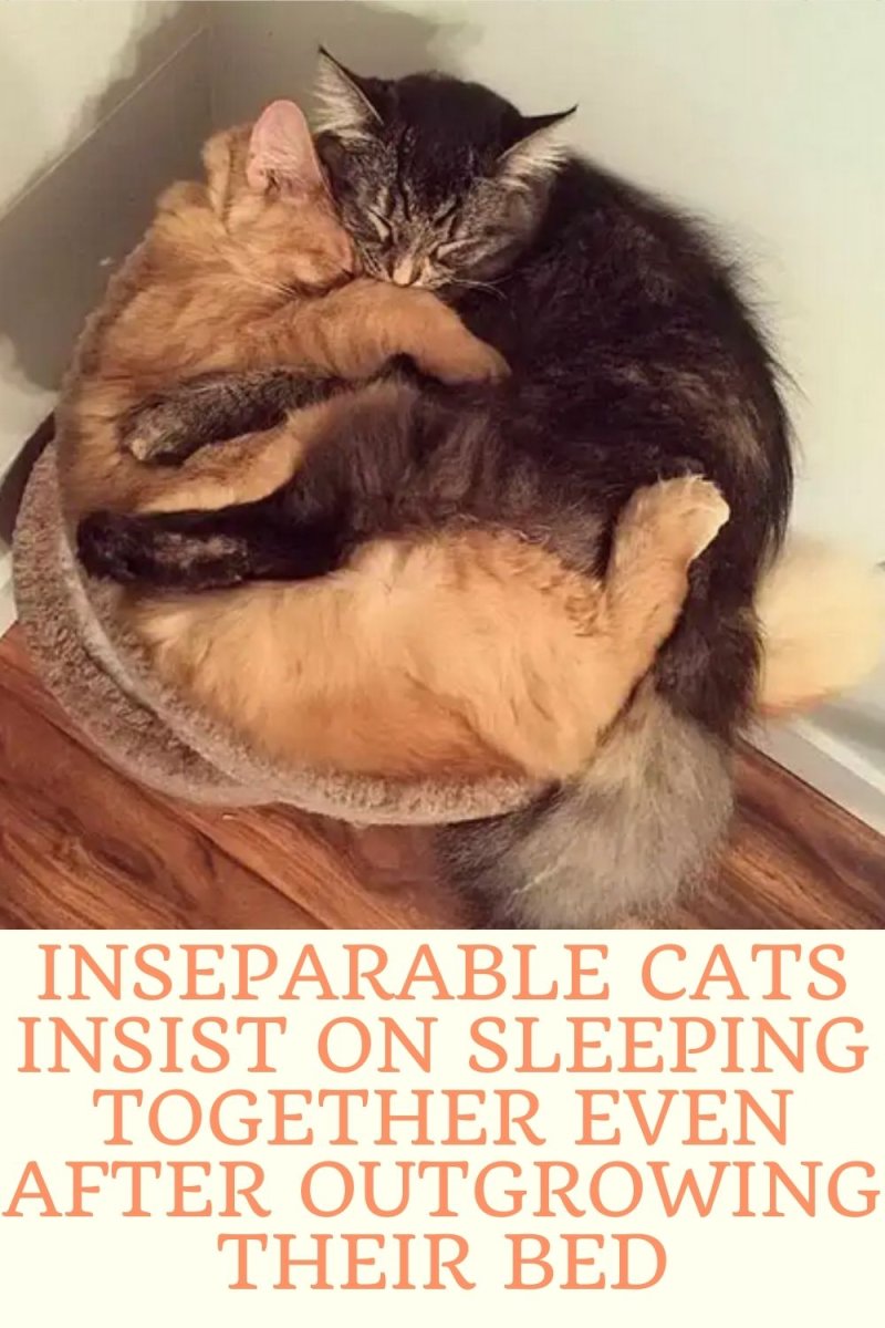 Котики лежат вместе