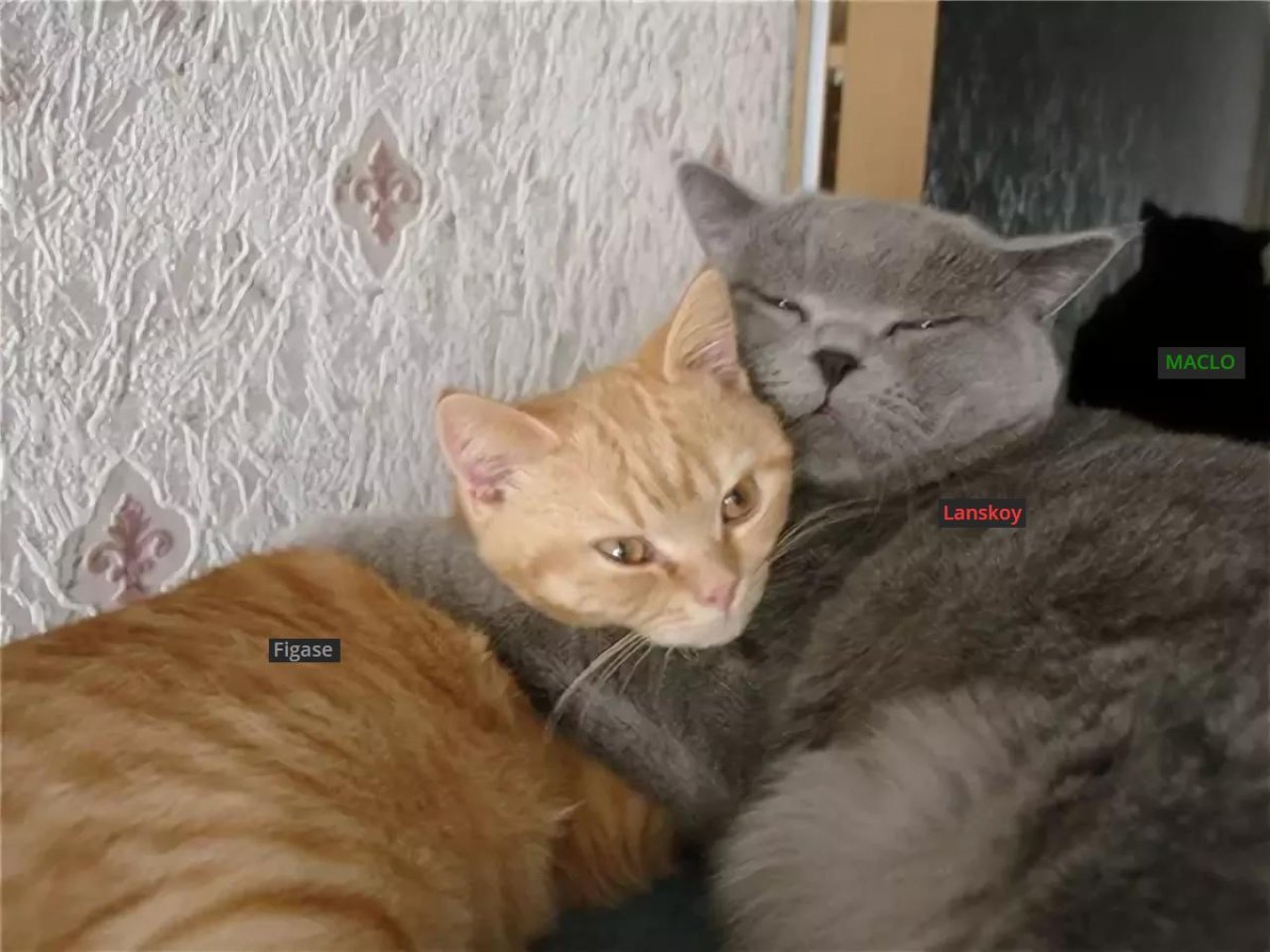 Рыжий и серый кот