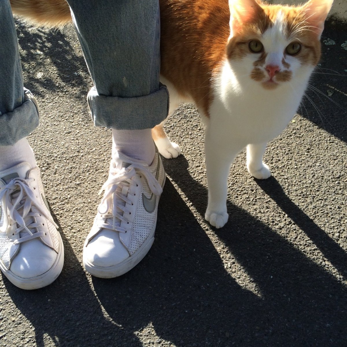 Сохры кошек