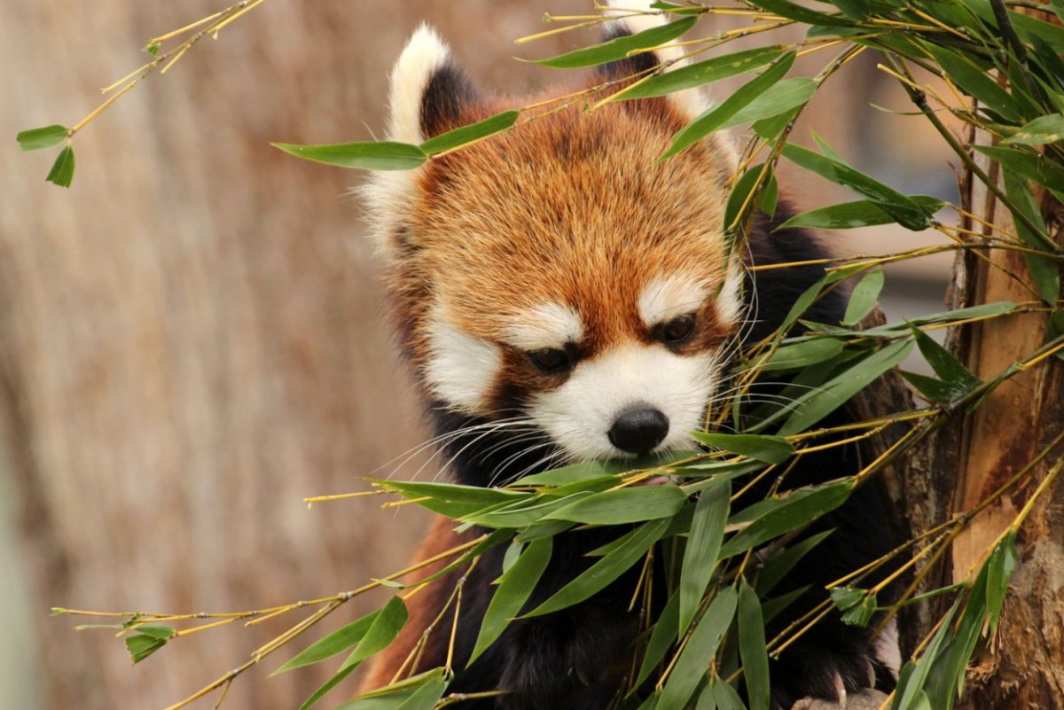 Скелет красной панды