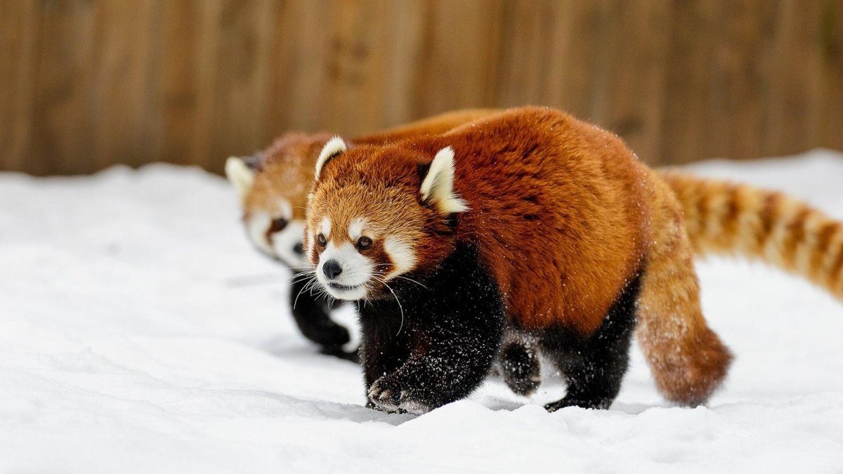 Красная Панда мейли