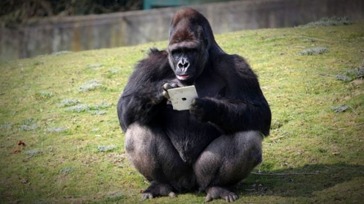 Обезьяна с планшетом